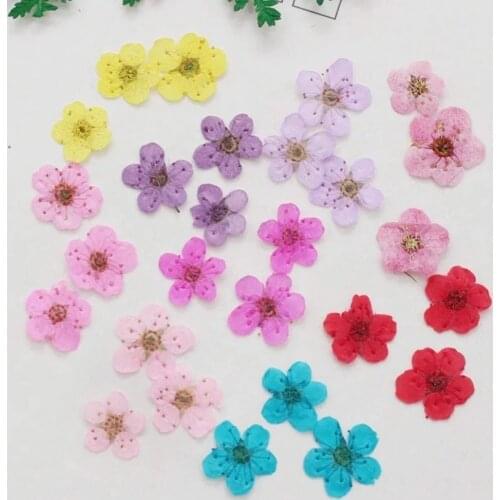 100 pcs/bag Natural plum blossom dried flower Epoxy jewelry material nails dry flower embossed mobile phone case pressed flower