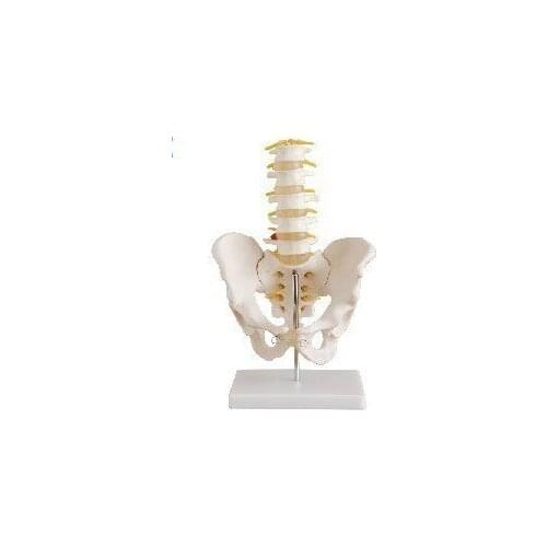 Natural big model of lumbar model of lumbar Large pelvis with five lumbar model, lumbar model