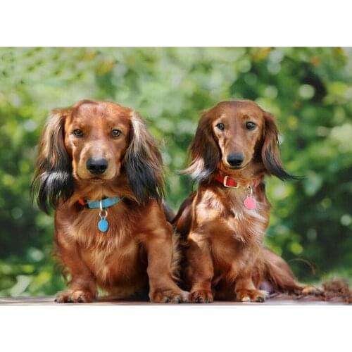 Professor Dachshund Diamond Embroidery cute pet dog 5d diy diamond painting Mosaic Diamond pictures home decor E462