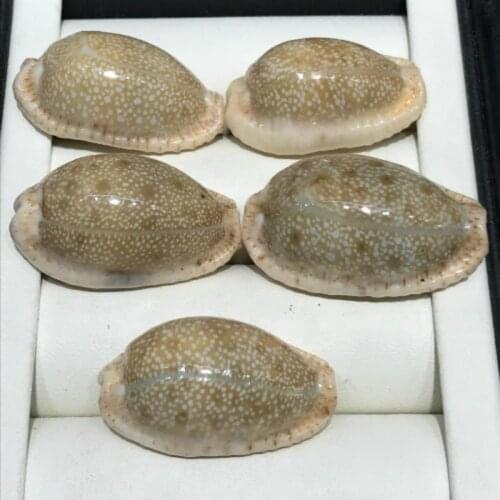 2-3cm beautiful collection of specimens wholesale natural shell conchmaterials for craftsshell decorationshell diy