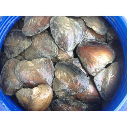Natural Freshwater Big Monster Oysters Bulk 10pcs Vacuum Packed Natural Beads Big Wish Pearl Oyster Shell FP266