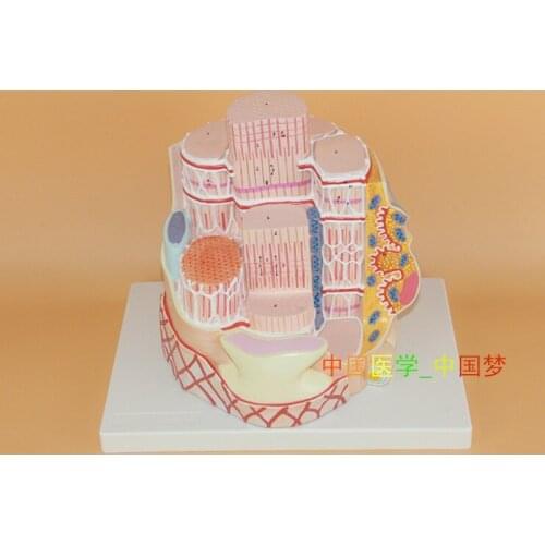 Skeletal Muscle fiber Microscopy Anatomical Model Reticular fibers Human Skeleton 33*23*27cm free shipping