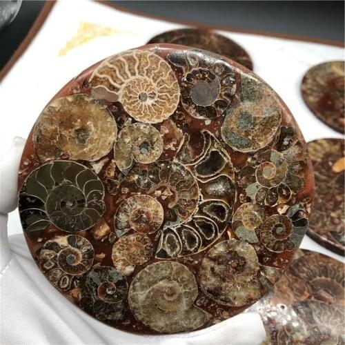 Ammonite Fossil Slice Plate Natura Shell a compassl MADAGASCAR FOSSIL SPECIMEN HEALING decoration