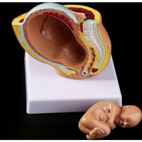 Medical props model 9th Month Baby Fetus Foetus Pregnancy Human Pregnancy Fetal Development Medical Model