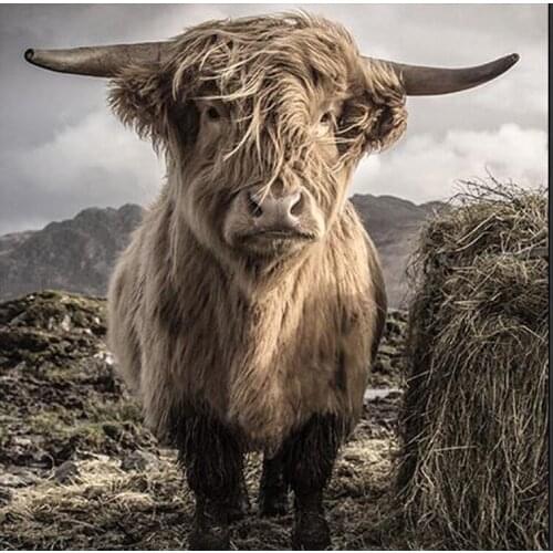 Highland Yak 5D Diy Diamond Painting Full Square cross stitch diamante embroidery mosaic Needle Arts Crafts Home Decor Z353