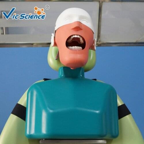 Dental Head Phantom Model Dental Manikin with Torso Model teeth model