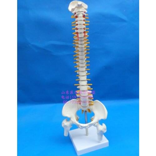 Human skeleton model 45cm spine model spine vertebral spine model