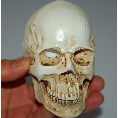 Resin Replica Human Skull Model Medical Anatomy Halloween Party Prop White