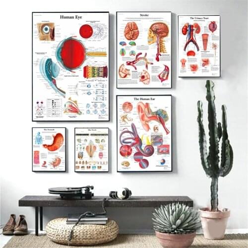 Human Organs Anatomy Medical Posters And Prints Wall Pictures Living Room Canvas Art Painting Decorative Home Decor No Frame