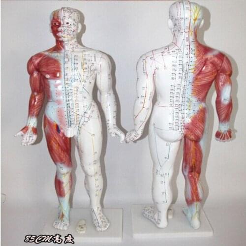 BIX-Y1004 Chinon Human Body Acupuncture Manikin Traditional Chinese Medicine Model Medical Science Student Teaching Training