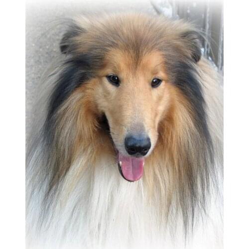 Dog 5D Diy Diamond Painting Mosaic diamond pictures"border collie pet"Handmade Diamond Cross stitch Set Diamond Embroidery C730