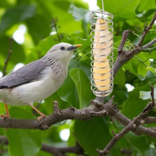 Home Garden Decoration Stainless Steel Fruit Fork Parrot Forager Bird Feeder Bird Feeder Outdoor Accessories