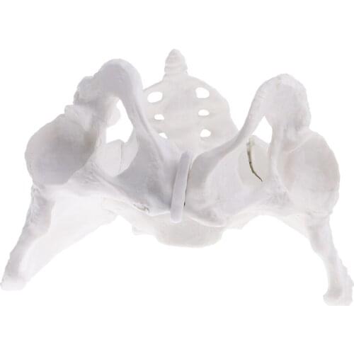 100% brand new 1:1 Female Pelvis Sacrum Pubis Skeleton Anatomical Model Science Educational Toy for School Student Teacher