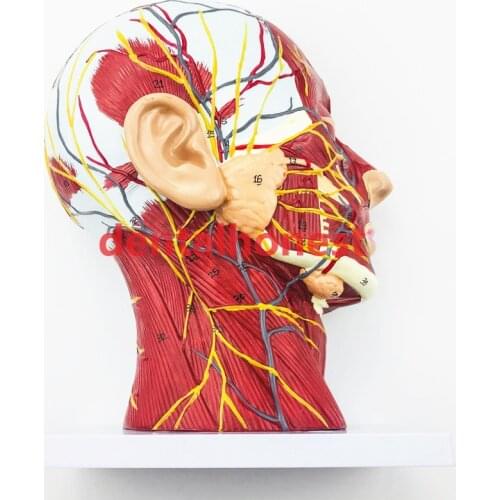 Head Neck Superficial Nerve Vascular Muscle Model Head nerve model teaching model