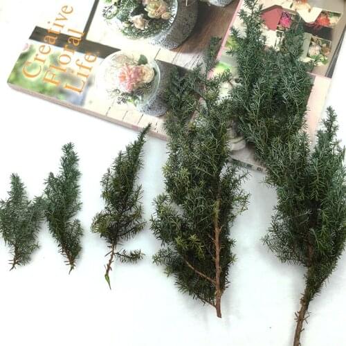 Valentines Day Gift Flower Material Imported Cedar Branch Real Flower Eternal Flower DIY Material Package Flower