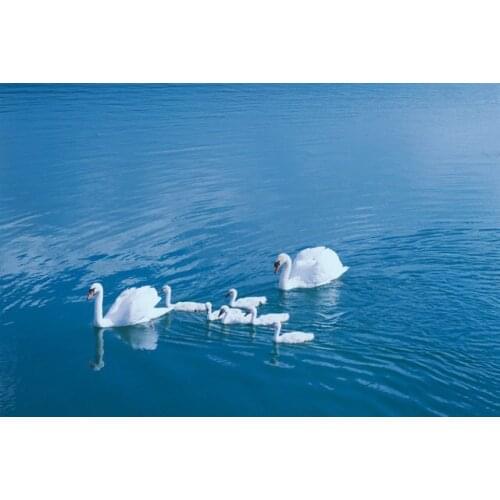 Large Canvas Art Print Animal Swans in the Blue Lake Canvas Wall Pictures for Living Room Wall Art print Poster Home Decor