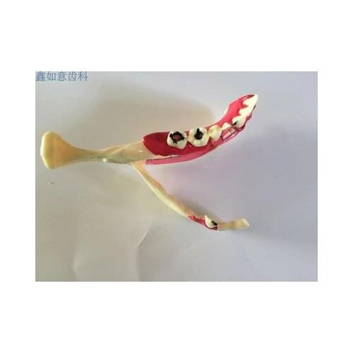 Human model Dental teaching model Orthodontic tooth Gum tooth decomposition Planting models free shipping