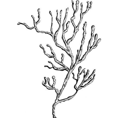 2021 New Retro Ocean Plant Coral Pattern Clear Stamps For DIY Craft Making Greeting Card and Scrapbooking No Metal Cutting Dies