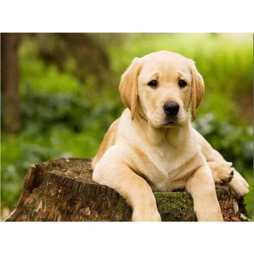 Diamond painting labrador Dog 5D DIY embroidery beads cross stitch Mosaic Rhinestone painter living decoration