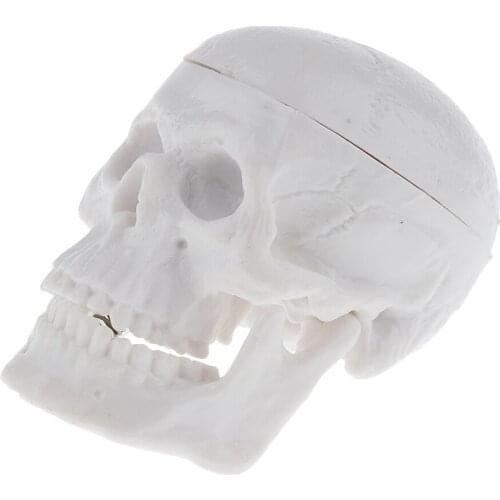 High Quality Simulation Mini Classic Human Head Skull Model Anatomy Learning Halloween Toy