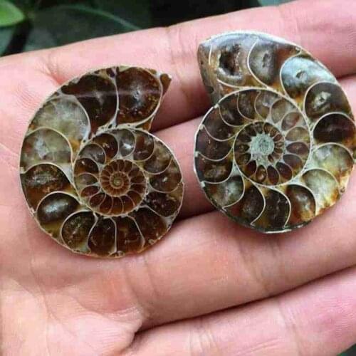 1 Pc of Split Ammonite Fossil Specimen Shell Healing Decoration Madagascar Natural Stones and Minerals