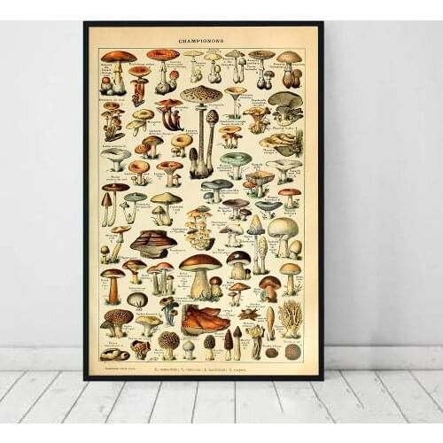 Antique Botanical Canvas Print Mushroom Poster Version Education Wall Art Print Vintage Posters Wall Pictures Living Room Decor