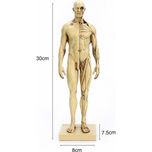 NATURAL RESIN SKULL HEAD HANDICRAFT TEACHING MEDICAL MAN MUSCLE MODEL MEDICAL TEACHING HEAD STATUE HOME DECORATION