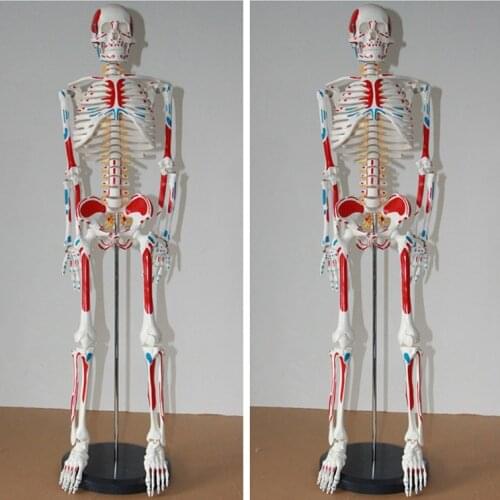 Human skeleton model Spinal nerves Musculoskeletal distributed Coloration 85cm free shipping