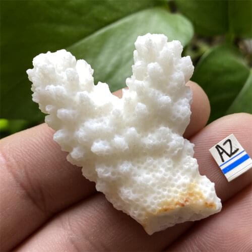 Natural Coral Sea White Coral Tree White Coral Aquarium Landscaping Home Furnishing Ornaments Home Decoration