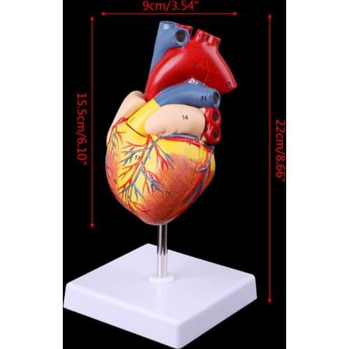 Medical props model Free postage Disassembled Anatomical Human Heart Model Anatomy Medical Teaching Tool