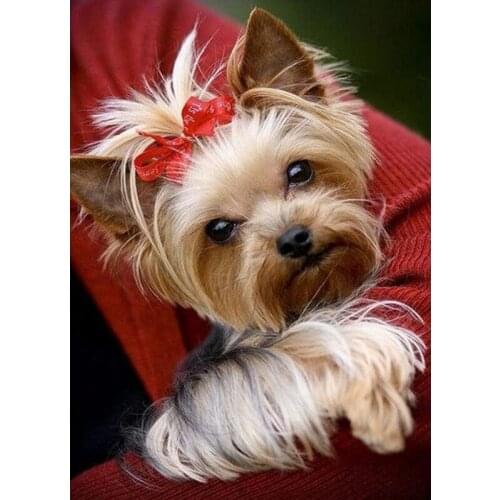 Rhinestone Embroidery Diamond Mosaic 5D DIY Diamond Painting Yorkshire Terrier Cute Pet Dogs Diamond Painting Cross Stitch C747