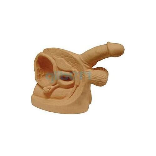 Human Male Genital Organ Display Model Urethral Demonstration Teaching kit