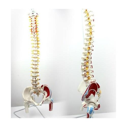 Human spine model spinal pelvic femoral muscle starting and ending point spinal nerve model
