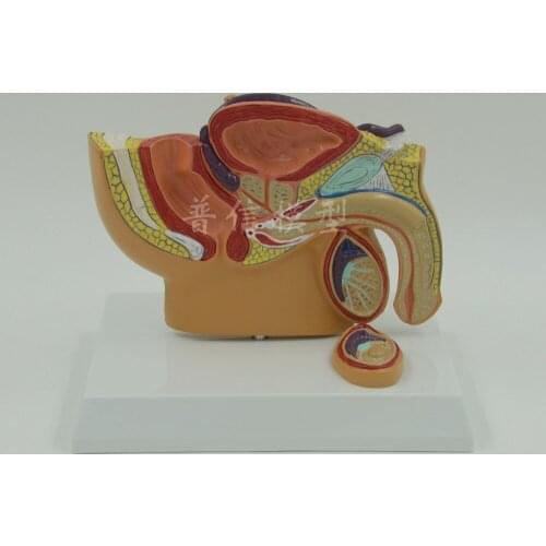 Male Pelvic Testis Prostate Urinary Reproduction anatomical model Medical Science teaching supplies