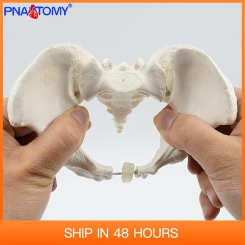 Mini Human Anatomy features hip, Sacrum and tailbone Pelvis Model Skeleton 1:2 size pelvis