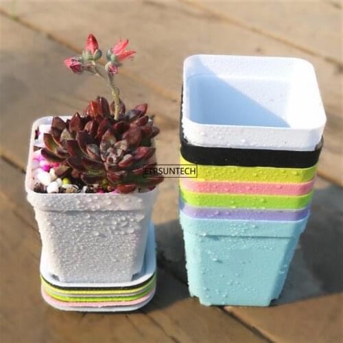 ETRSUNTECH Houseplant Seeds