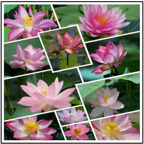 Diy Diamond Painting Elegant and Pure Beautiful Delicate Lotus Yellow Stamen Green Lotus Leaf Pond Immature Lotus Poster