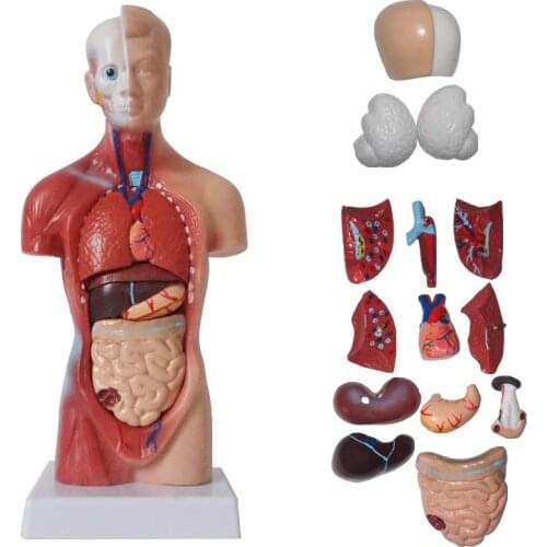 Human Anatomy Anatomical mode Torso Body Model human body Organs Skeleton Anatomy posters manikins body toy medical supplies
