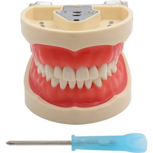 Dental Model Teaching Model Teeth Model Standard Model with 32 Screw-in Teeths Demonstration Soft Gum