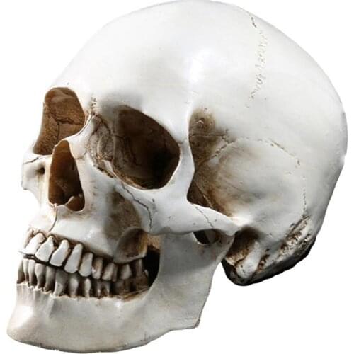 1/2 PCS Lifesize 1:1 Human Skull Model Replica Resin Medical Anatomical Tracing Medical Teaching Skeleton Halloween Decor Statue
