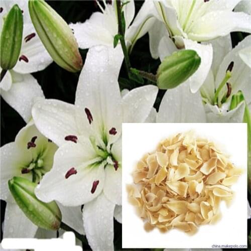 Hot Sale High Quality Lily Dry 250g-1000g Sulfur Free Fresh Lily Dry, Fresh Lily Dry, Naturally Dried, No Additive Dried Lily