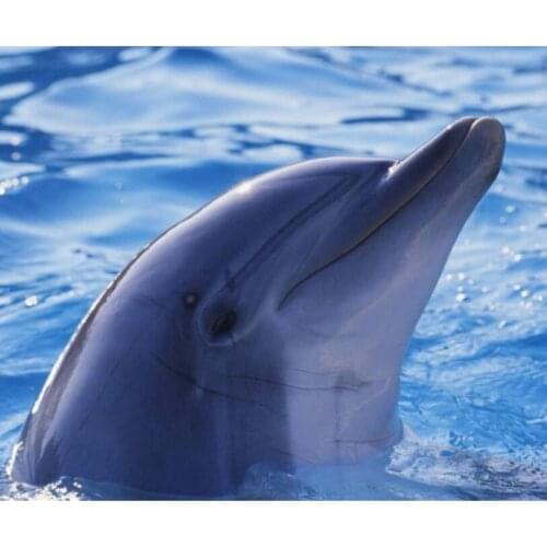 Dolphin Kits Full Square 5D DIY Diamond Painting Resin Mosaic Animal Embroidery Decoration Full Round Drill Cross Stitch Gift