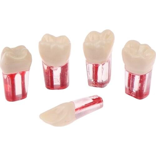 2Pieces/Lot Red Pulp Dentist Studing Dental Endo Blocks Root Canal FIles Practice Curved