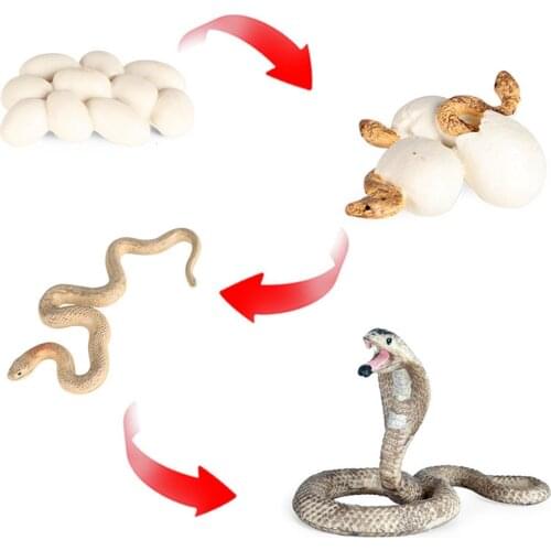 Life Cycle of a Montessori 4 Part Animal Learning Educational Toys