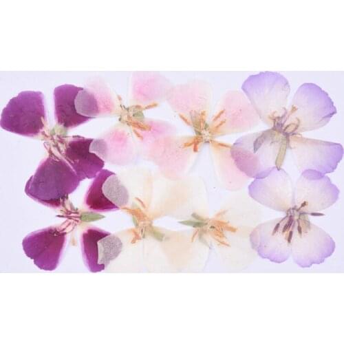 60PCS Pressed Dried Godetia Flowers Plants Herbarium For Jewelry Postcard Phone Case Photo Frame Bookmark Craft DIY