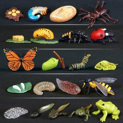 4Pcs/Set Simulation Animals Growth Cycle Models Insect Frog Bee Butterfly Action Figurine Science Educational Toys For Children