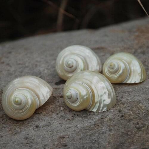 3-4cm silver spiro spiro white conch fish tank aquarium landscaping home crafts