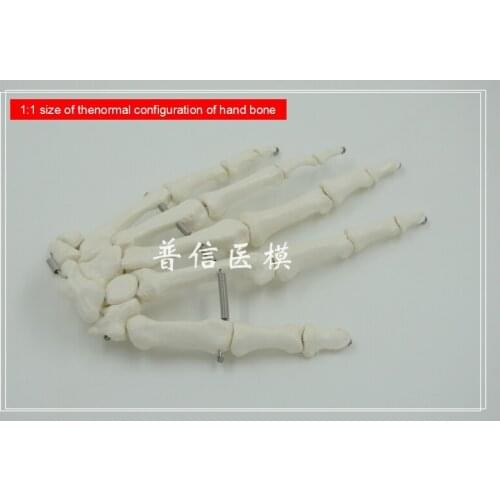 Free shipping&1:1 size of the normal configuration of hand bone model,medical teach for orthopedics department of massage