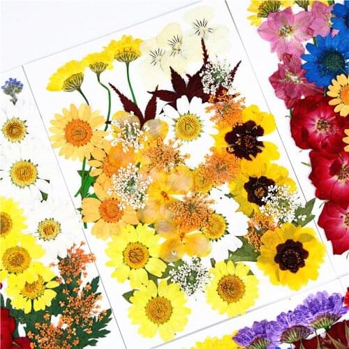 5 Pack Pressed Flower Material Pack Dry Flower Embossing Combination Pack phone case Photo sticker face makeup DIY material