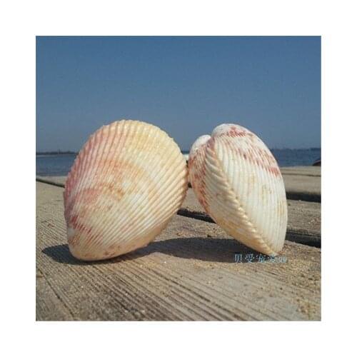 Natural pattern clam 9cm conch shell lover shell wedding set-up fish tank aquarium landscaping house decoration